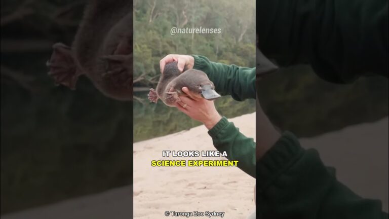 Platypus | Nature’s Weirdest Creation