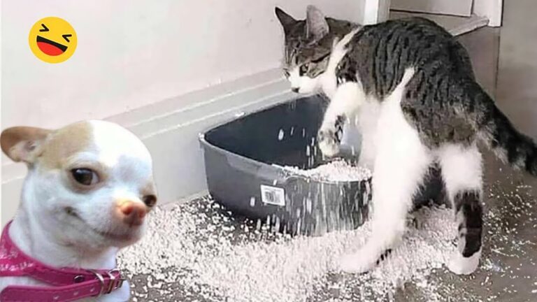 Funniest Cats And Dogs Videos 😁 – Best Funny Animal Videos 2024 🥰#6