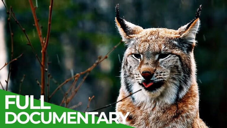 One Year in the Woods – A Journey Through the Seasons | Free Documentary Nature