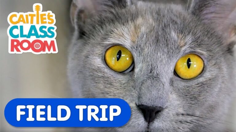 Learn How To Care For Pets! | Caitie’s Classroom Field Trip | Animal Video for Kids