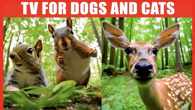 Dog and Cat TV: Relax Your Pets – 12 Hours of Birds, Squirrels and Calming Music for Pets to Watch