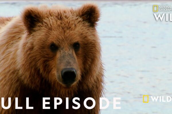 Grizzly Battleground (Full Episode) | Alaska’s Grizzly Gauntlet