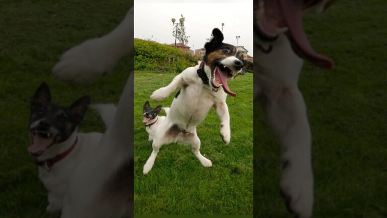 Funny animals 2023😆 – Funniest Cats and Dogs Video🐕🐈211 #shorts