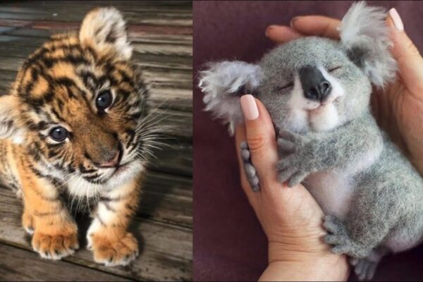 Cute Baby Animals Videos Compilation | Funny and Cute Moment of the Animals #14 – Cutest Animals