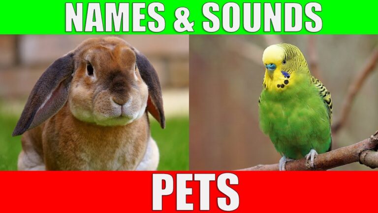 Learn Names of Pets for Kids – Pet Animal Names and Sounds for Children, Kindergarten and Preschool