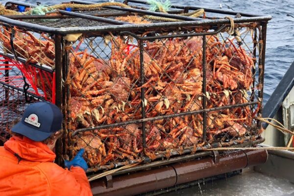 Amazing Catch Hundreds Tons Alaska King Crab With Modern Big Boat – Amazing Crab Fishing on the sea