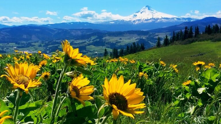Relaxing Meadow with Ambient Nature Sounds, Wildflowers, and Mountain View – 8 Hours