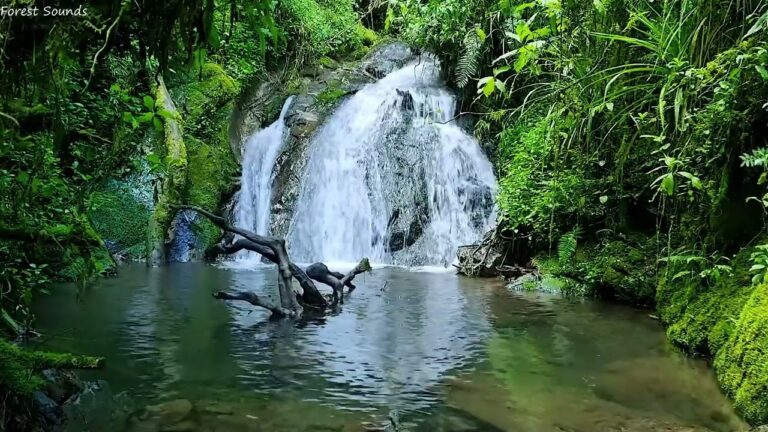Majestic nature sounds in the morning, birds chirping, babbling brook