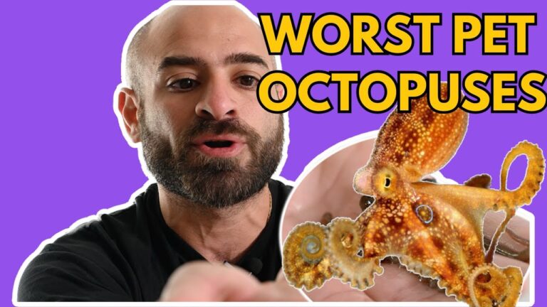 5 Worst Octopuses To Keep As Pets