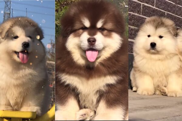 (Tiktok Trung Quốc) Tổng hợp Chú cho Alaska mập đáng yêu – Funny and Cute Alaska Compilation Douyin.