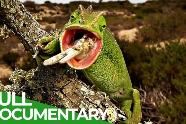 The Gorgeous Wildlife of the Mediterranean | Free Documentary Nature