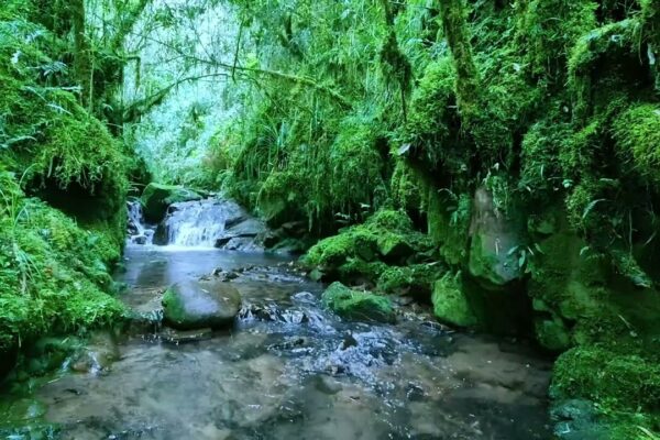Birds chirping in the forest, babbling brook, nature sounds, creek sounds, forest ambience, ASMR