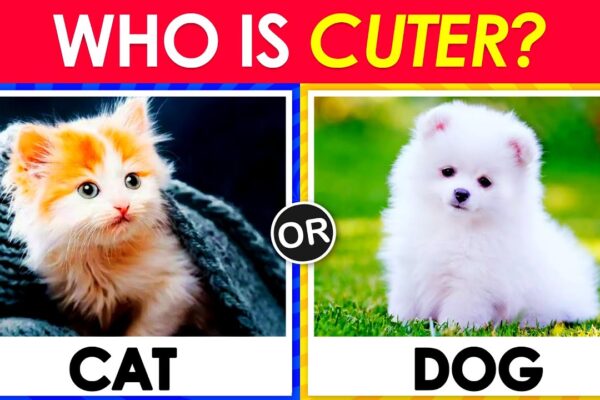 Pick One Kick One – Animals Edition π±πΆ