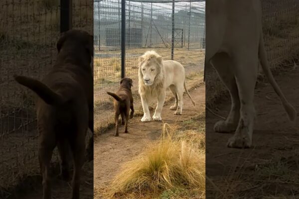 Cute Lion Gives Smooches to Puppy’s Paw!