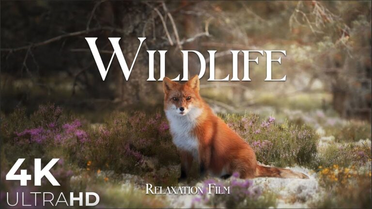 Wildlife Animals Relaxation Film 4K – Peaceful Relaxing Music – 4k Video UltraHD
