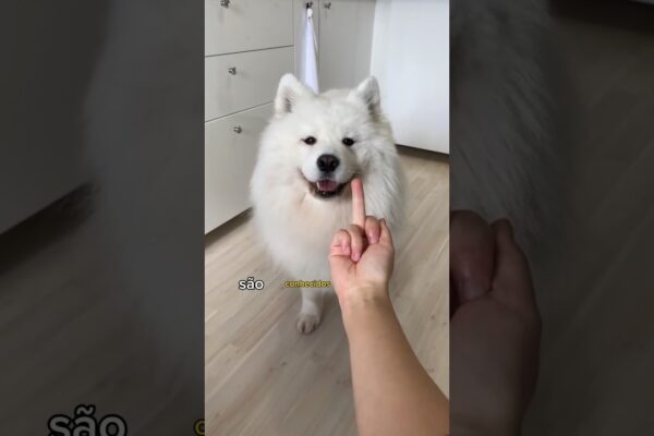 OS 3 CACHORROS MAIS CAROS DO MUNDO 😱💰